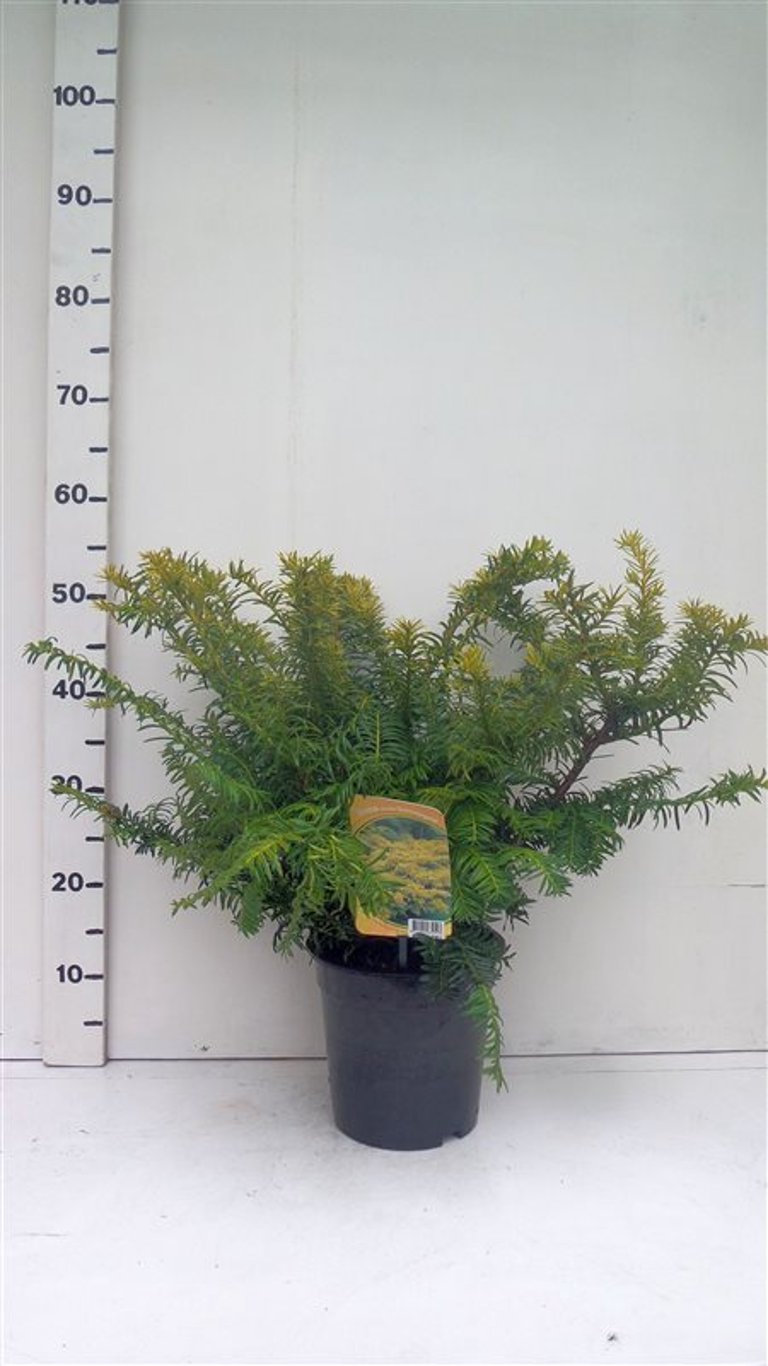 Taxus b. 'Summergold' - C3 40-50 CM